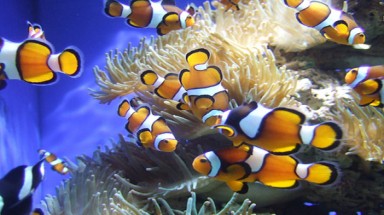  Nguy cơ ngộ độc thực phẩm tăng vì đại dương ấm hơn