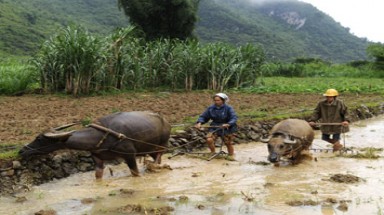Quảng Trị: Dân thiếu đất, chính quyền vẫn cho doanh nghiệp thuê