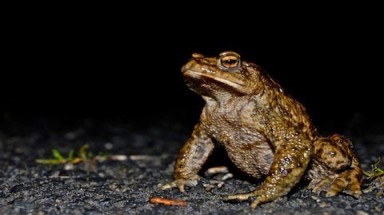 Động vật có thể dự đoán được động đất?