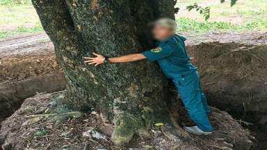 Tây Ninh: Điều tra vụ cây “khủng” bị bứng