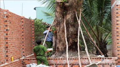 Tìm được cây giáng hương cổ thụ bị đào trộm trong rừng phòng hộ Dầu Tiếng
