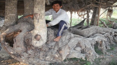  Mua gỗ đóng bàn vớ gốc cây quái thú 350 triệu