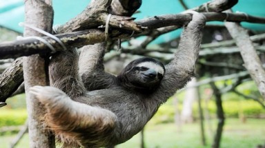  Công bố 100 giống loài đang có nguy cơ tuyệt chủng