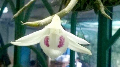 Một giò hoa lan được bán 6,8 tỉ cho CLB ở Đà Nẵng