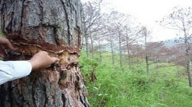 Khánh Hòa: hơn 330 ha rừng thông có nguy cơ xoá sổ vì khai thác nhựa