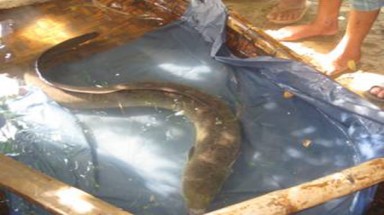  Bắt được cá chạch sú to bằng cái cột nhà