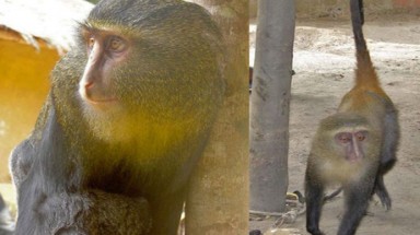  Phát hiện khỉ nhiều màu sặc sỡ  