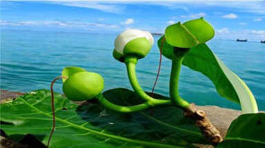   Thành lập khu bảo tồn biển Nam Yết - Trường Sa