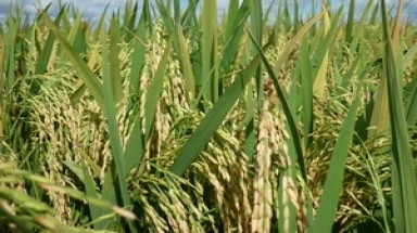 Việt Nam lai tạo thành công hai giống lúa chất lượng cao