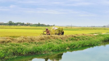 Gặt lúa giữa mùa thu