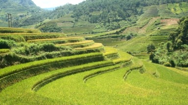 Nắng thu nhuộm vàng Mù Cang Chải