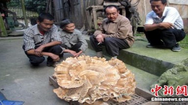 Phát hiện cây nấm khổng lồ 16 lớp