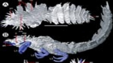 Ảnh 3D của nhộng hơn 300 triệu năm