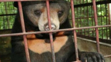  IUCN kêu gọi toàn thế giới chấm dứt nạn nuôi nhốt gấu 