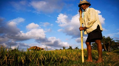 Nông dân học bón phân qua điện thoại