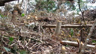 Quảng Nam: Em chủ tịch xã cầm đầu phá rừng