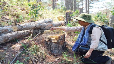 Lâm Đồng: bất lực trước nạn phá rừng?