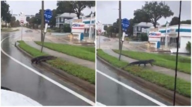  Mất nhà vì bão Irma, cá sấu lang thang ở Florida