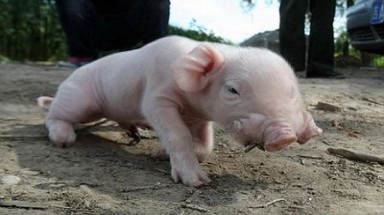  Lợn con có hai miệng