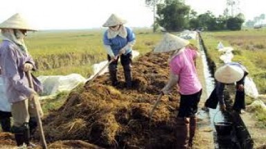 Xử lý rác thải nông nghiệp ở An Giang còn nhiều hạn chế