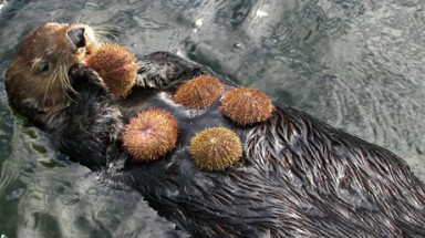  Rái cá biển ”bảo vệ trái đất”