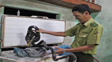  Tuy Hòa: Xử phạt chủ nuôi để rắn gây náo loạn khu dân cư