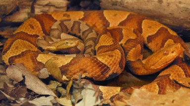  Rắn 'không chồng mà chửa'