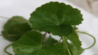 Bài thuốc hay từ rau má