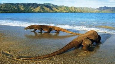  Môi trường sống của rồng Komodo đang bị đe dọa