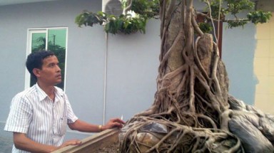"Cây triệu đô " xuất hiện ở đất Cảng ?