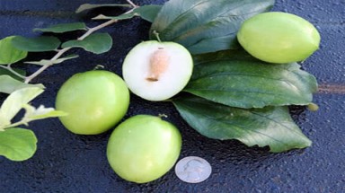 Toan tảo nhân chữa di tinh