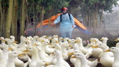 Cảnh giác với virus cúm gia cầm mới gây chết người