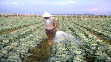 Thời gian giãn cách khi dùng thuốc bảo vệ thực vật?