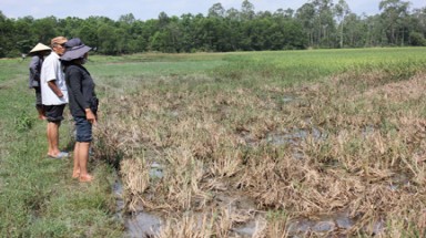  Quảng Ngãi: Dân lại kêu nhà máy mì gây ô nhiễm