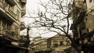  Hà Nội lập đường dây nóng tiếp nhận tin cây xanh nguy hiểm