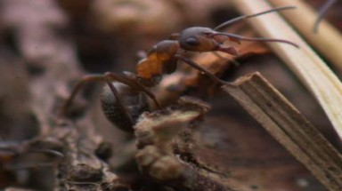  Gắn "chip" cho kiến