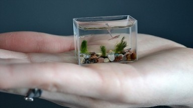 Chiếc bể cá nhỏ nhất thế giới