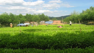  Trả nợ rừng