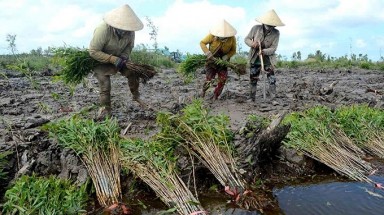 Cà Mau đẩy mạnh trồng rừng, góp phần bảo vệ môi trường