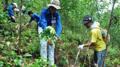 Tình nguyện viên Việt - Nhật trồng rừng giao lưu