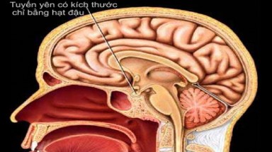 Tác dụng của tuyến yên với sinh sản?