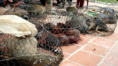  Lào Cai: huyện Bắc Hà cấm buôn bán động vật rừng và chim hoang dã 