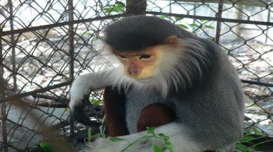  Voọc chà vá bất ngờ "thăm" sân phơi lúa