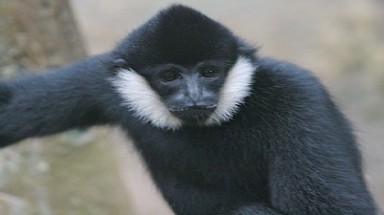  Phú Thọ: Phát hiện loài Vượn đen tuyền quý hiếm 