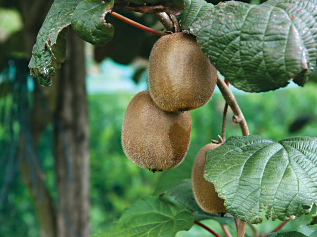 Kiwi, ăn sao cho bổ?