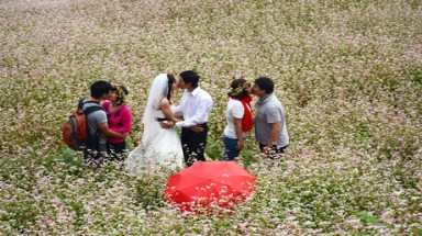 Lãng mạn bộ ảnh cưới  hoa ở tam giác mạch