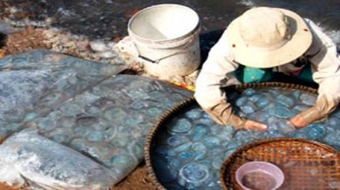 Nhớ mãi gỏi sứa đầm Ô Loan