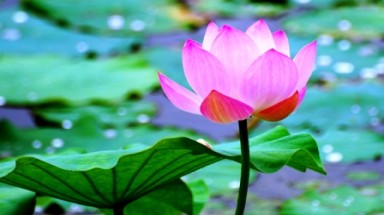 8 đặc tính của loài hoa “đỡ bàn chân” đức Phật