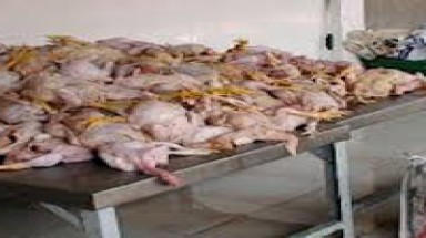  Đưa gần 1 tấn gà thối đi tiêu thụ