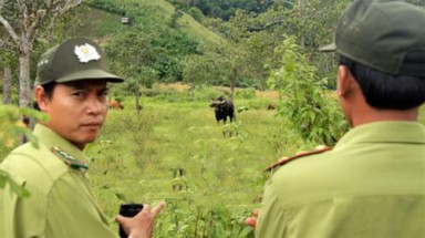 Cán bộ kiểm lâm bị bò tót húc gãy xương sườn